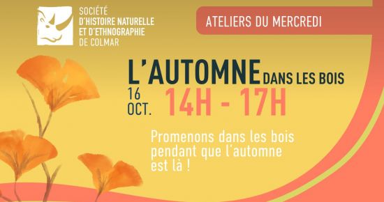L'automne dans les bois