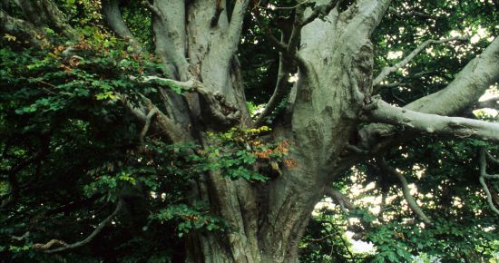 Les arbres et les fôrets avec Ernst Zürcher