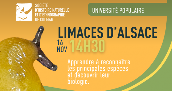 Limaces d'Alsace