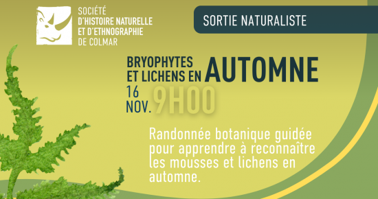 Bryophytes et lichens d'automne