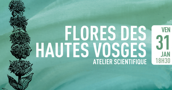 Flore des Hautes-Vosges