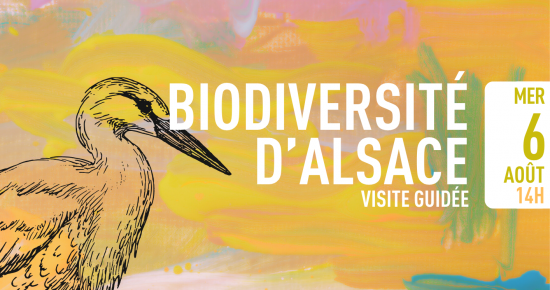 Biodiversité d'Alsace