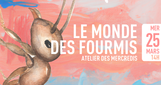 Le monde des fourmis