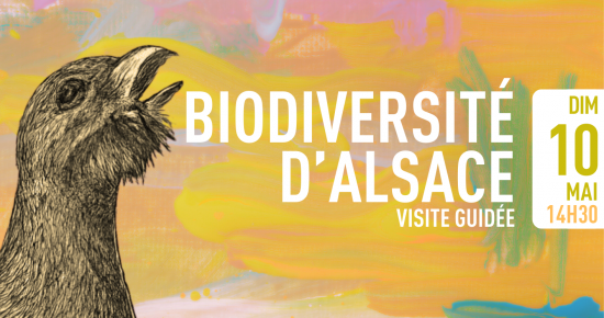 Biodiversité d'Alsace