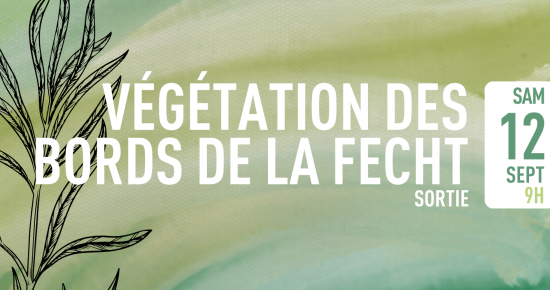 Les végétations méconnues des bords de la Fecht