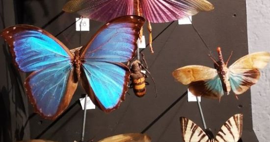 Les Papillons du musée