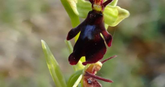 A la découverte des orchidées sauvages des collines sous-vosgiennes