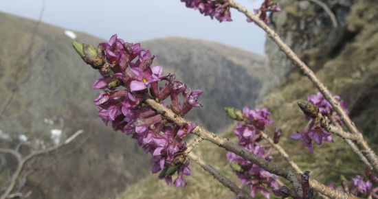 FÊTE DE LA SCIENCE. Conserver la biodiversité dans les sites prestigieux des Hautes Vosges.