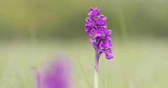 Les orchidées d'Alsace
