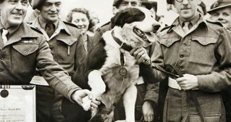 Ces héros oubliés : les animaux et la guerre avec Lise Pommois
