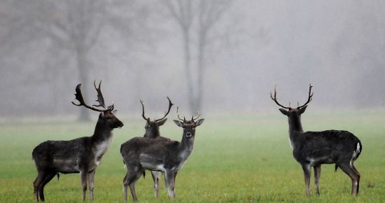Ecouter le raire du daim avec guides dans la forêt de l'Illwald