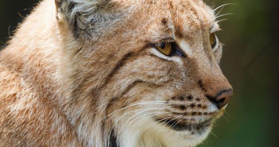 Œil de lynx