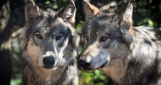 Quand on parle du loup...