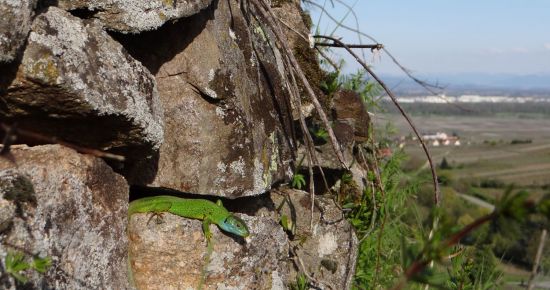 Les reptiles, porte-paroles de la trame verte du vignoble