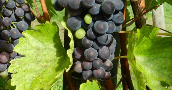 L’origine des arômes des raisins et des vins 